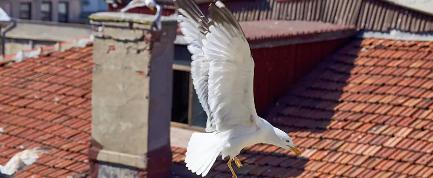 Residential Chimney Animal Removal Solution in Rock Springs, WY